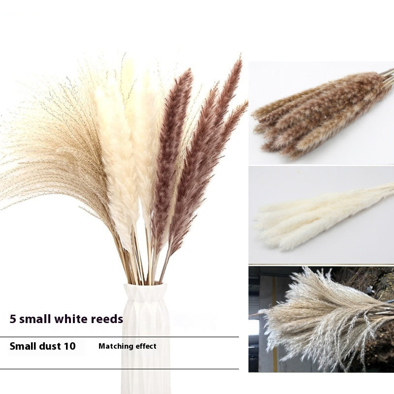 PAMPAS Bohemian Decorative Reed Rabbit Tail Grass Mix And Match Dried Flowers Bouquet The Unalia Brand